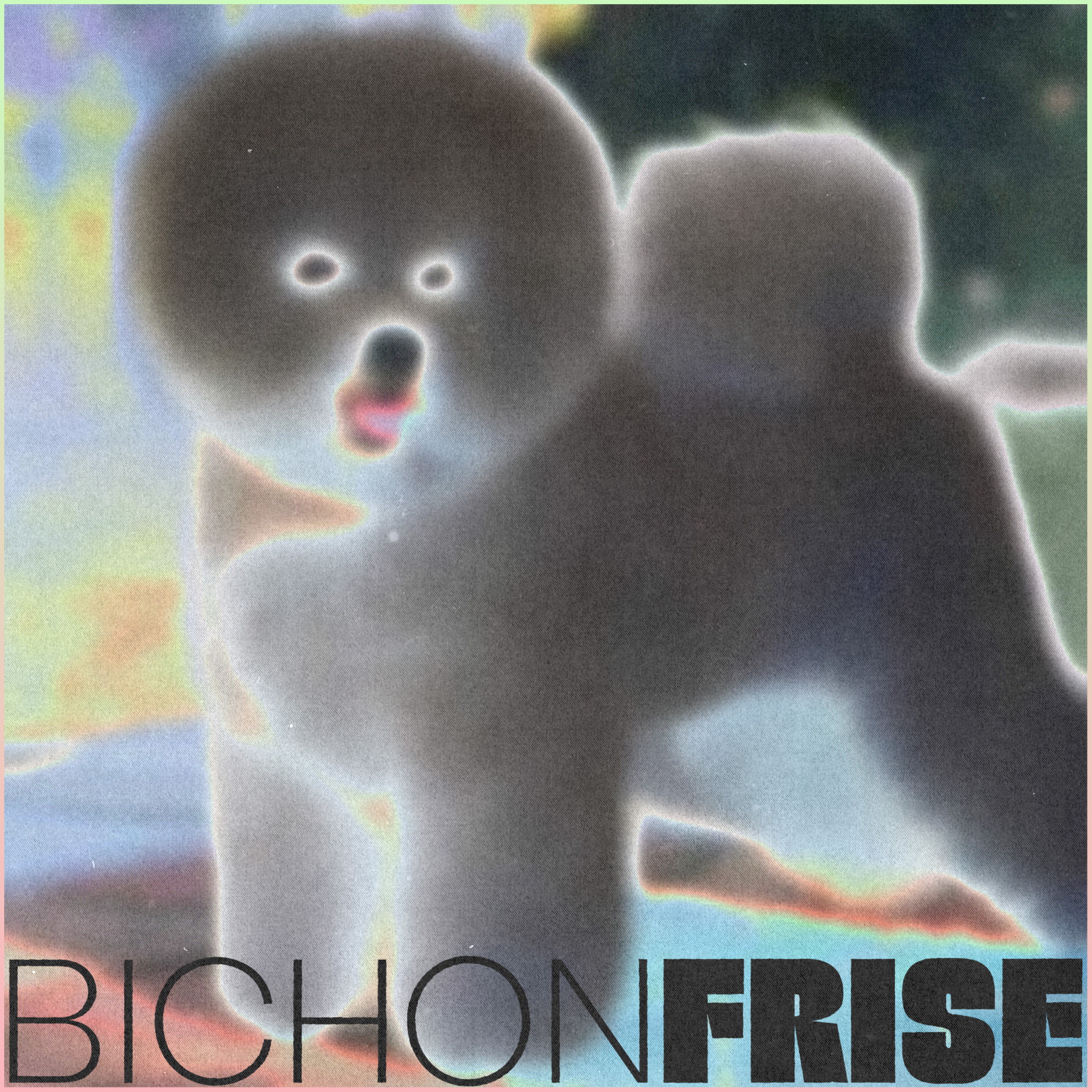 Bichon Frise